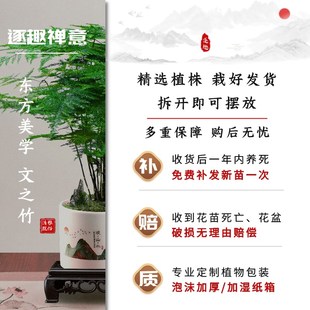 极速大文竹盆栽植物禅意办u公室内桌面绿植盆景四季常青情绪花卉
