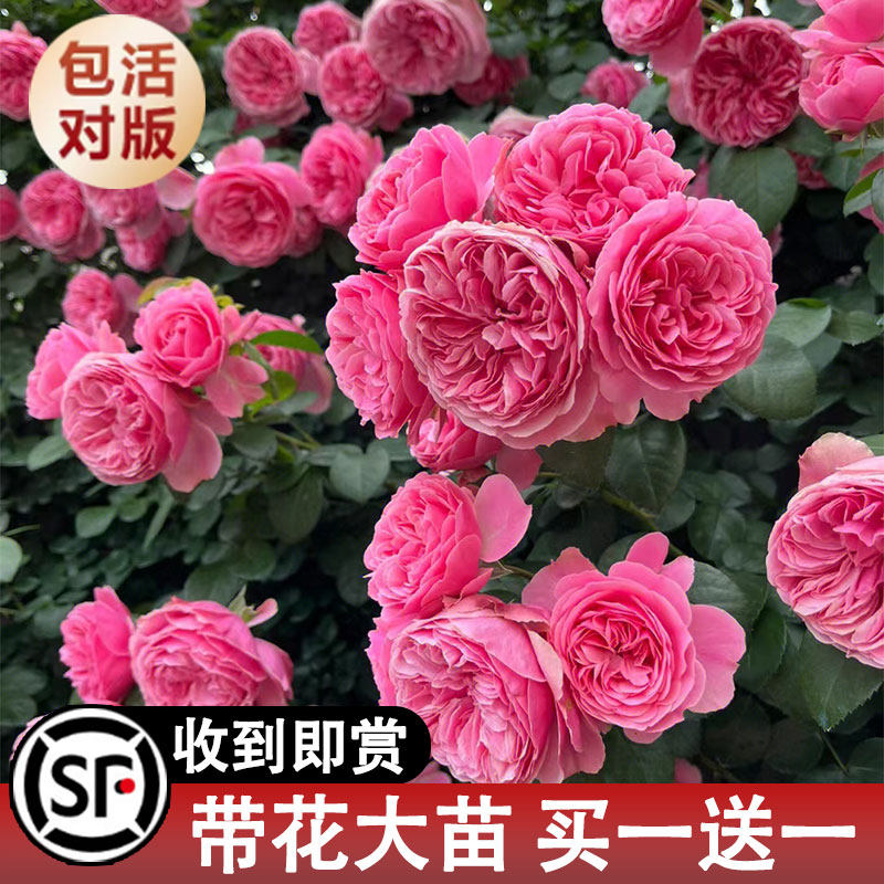 极速蔷薇花苗藤本月季庭院爬藤植物特大花种阳台T花卉四季开花玫