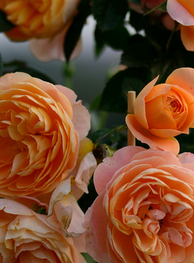 极速果汁阳台月季大苗四季v开花勤花花卉新手好养橙色玫瑰盆栽多