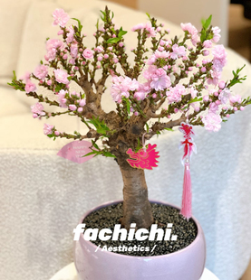 招桃花盆栽四季桃花树苗室内客厅风水树寿星桃老桩盆景观赏花卉苗