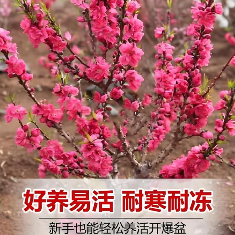 庭院红梅花树苗盆栽庭院地栽浓香图片