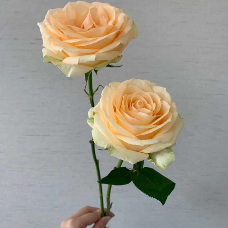玫瑰花盆栽蜜桃雪山月季花苗四季