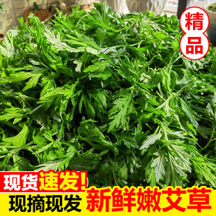 新鲜艾草野生现摘当季食用野菜生艾草叶艾蒿清明草艾青团鲜嫩艾叶