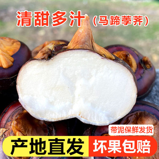 现挖湖北毛李特产新鲜红马蹄荸荠大个地梨农家水果蔬菜3斤5斤装