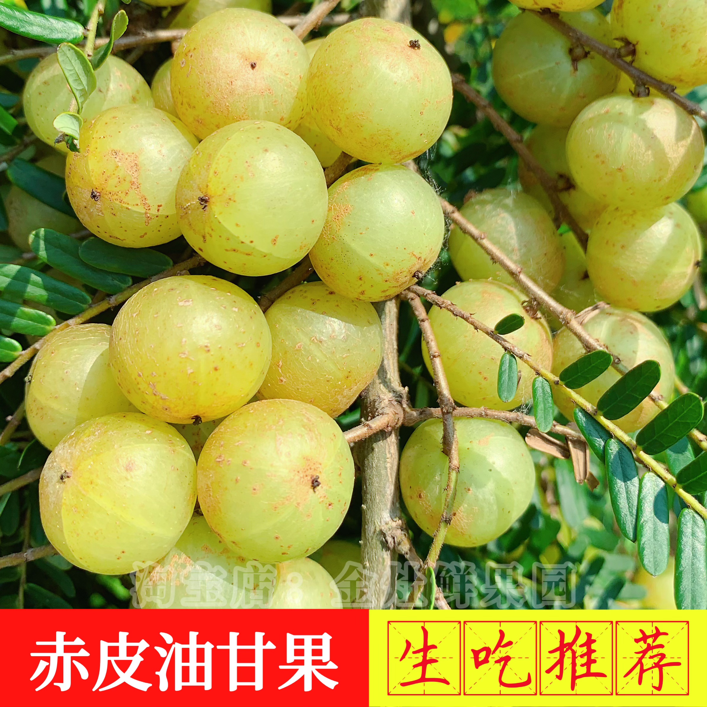 潮汕赤皮油甘果当季新鲜采摘崩坎种油柑果牛甘果余甘子榨汁煲汤