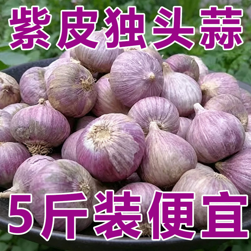 2026年新蒜云南紫皮独头蒜5斤蒜头新鲜农家当季蔬菜干蒜批发大蒜