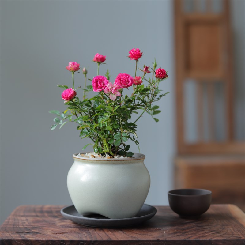 须惠季乙女姬h月季四季花卉植物办公室内阳台绿植桌面盆栽玫瑰