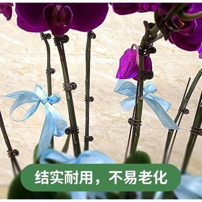 蝴蝶兰园艺造型支撑杆花卉绿植盆栽卡特兰铁皮石斛支架固定夹子
