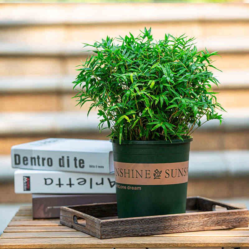 米竹盆栽室内阳台室外庭院花园竹子大苗植物花卉绿植四季常青盆景