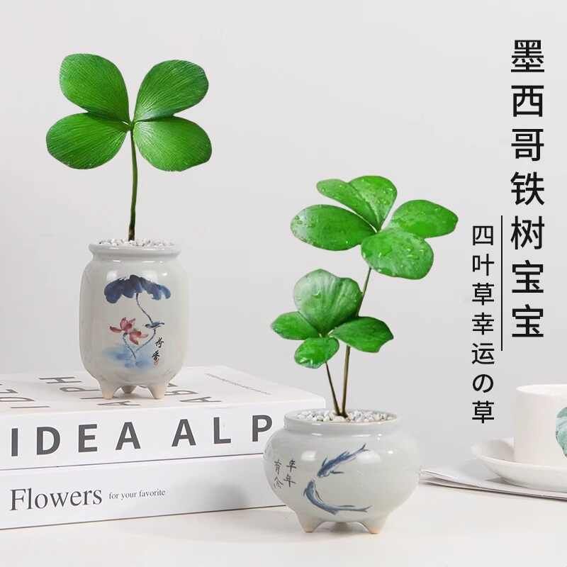 墨西哥铁树四叶草盆栽花卉绿植绿室内办公室桌面易活四季懒人植物