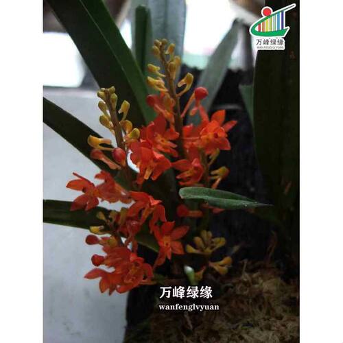 绿缘 花卉 兰花-洋兰杂属-鸟舌兰-红花精品盆栽