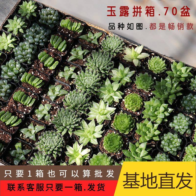 小全园艺多肉植物玉露冰灯姬玉露拼箱整箱70盆包邮带盆发多肉