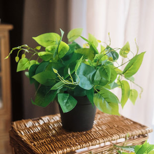 绿萝绿植假草装饰盆栽仿真草植物墙客厅摆件盆景桌面家居餐厅装饰