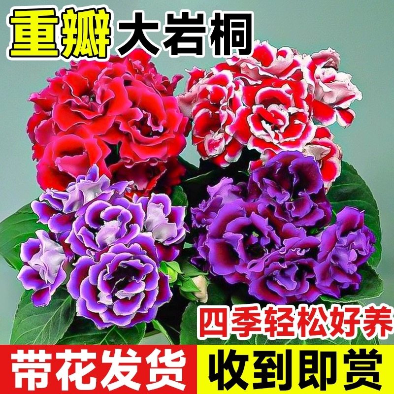 重瓣大岩桐花苗富贵芙蓉花卉室内堇兰/非洲堇/苦苣苔