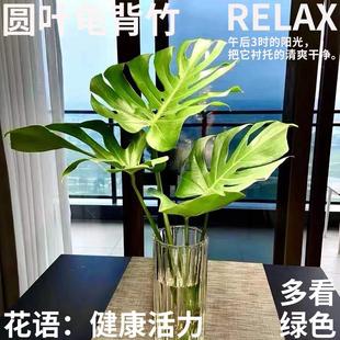 半夏森林长花期圆叶龟背竹花卉室内装 饰水培盆栽好养客厅超级植物