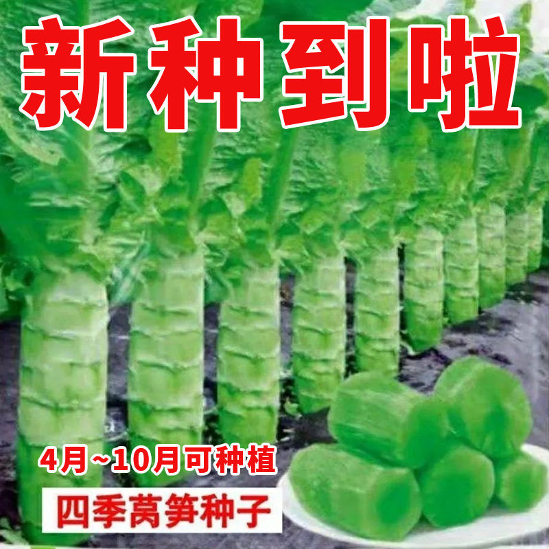 四季莴笋种子青皮绿肉香高产耐热