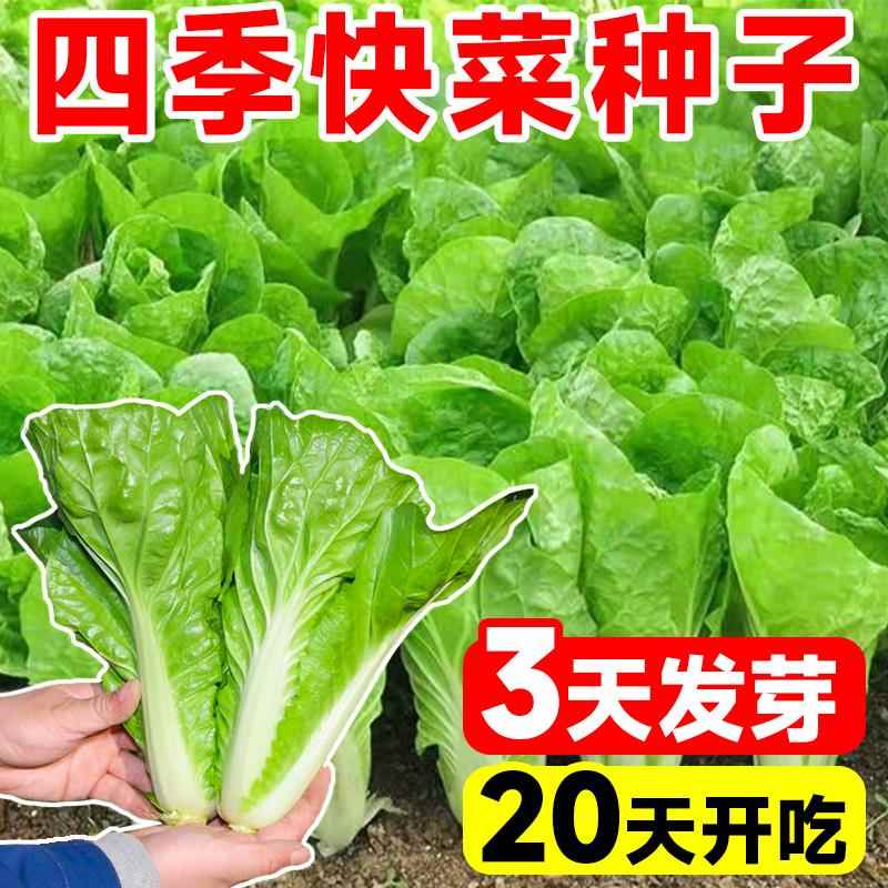 四季奶油快菜种籽速生小白菜种孑阳台生菜青菜耐热蔬菜种子大全