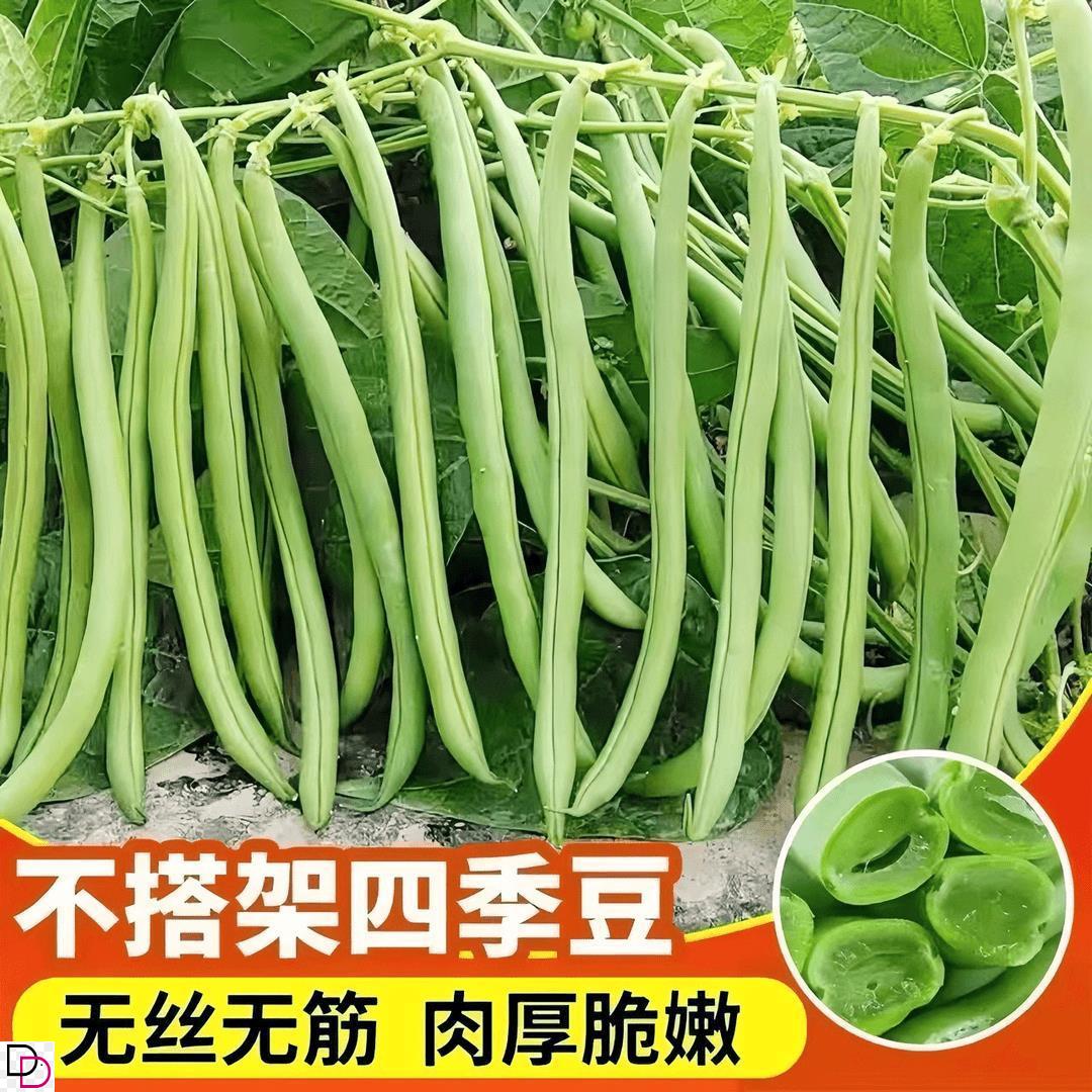 早熟无架矮生地豆种子不搭四季籽