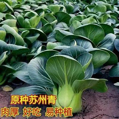 四季黑叶矮脚苏州青种子耐寒梗菜