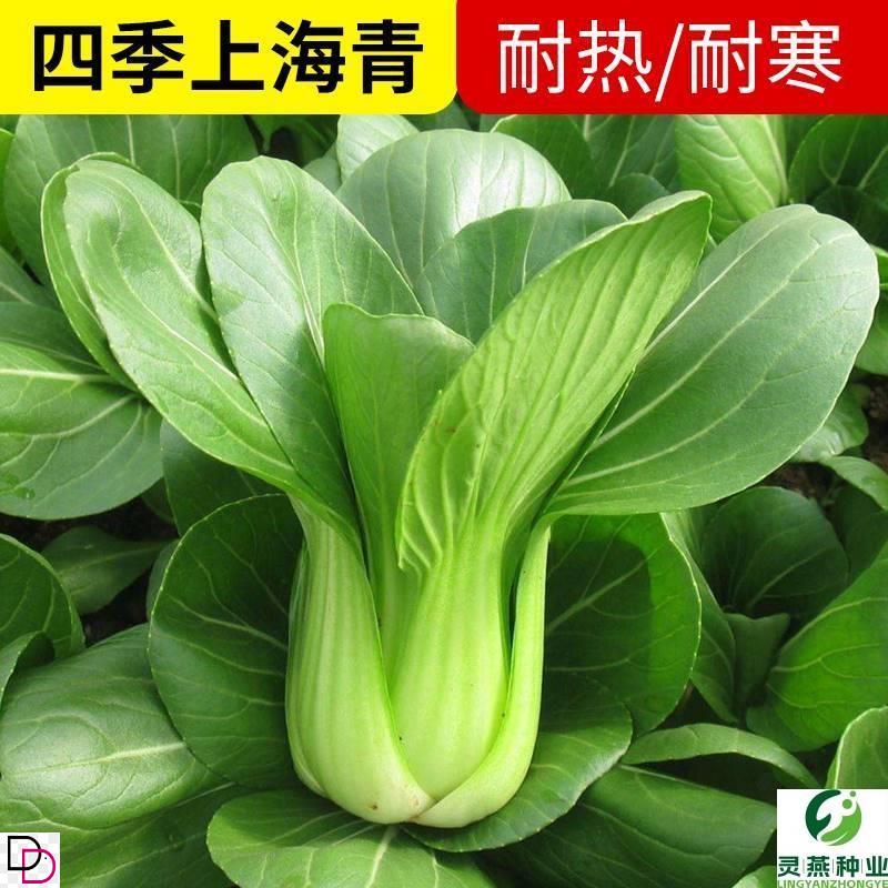 正宗上海青种子小菜四季油籽蔬孑