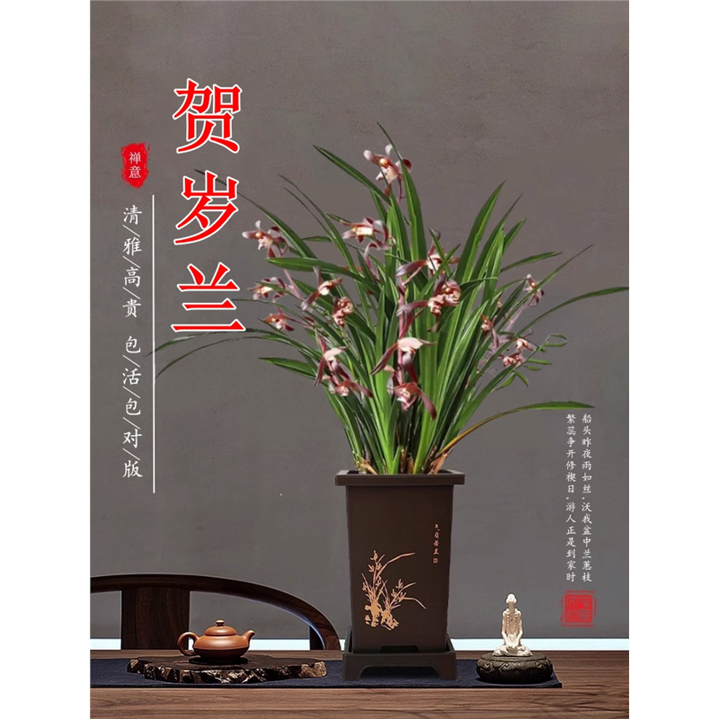 墨兰盆栽带花苞贺岁兰花苗企黑金边惠兰建兰浓香绿植室内花卉盆栽