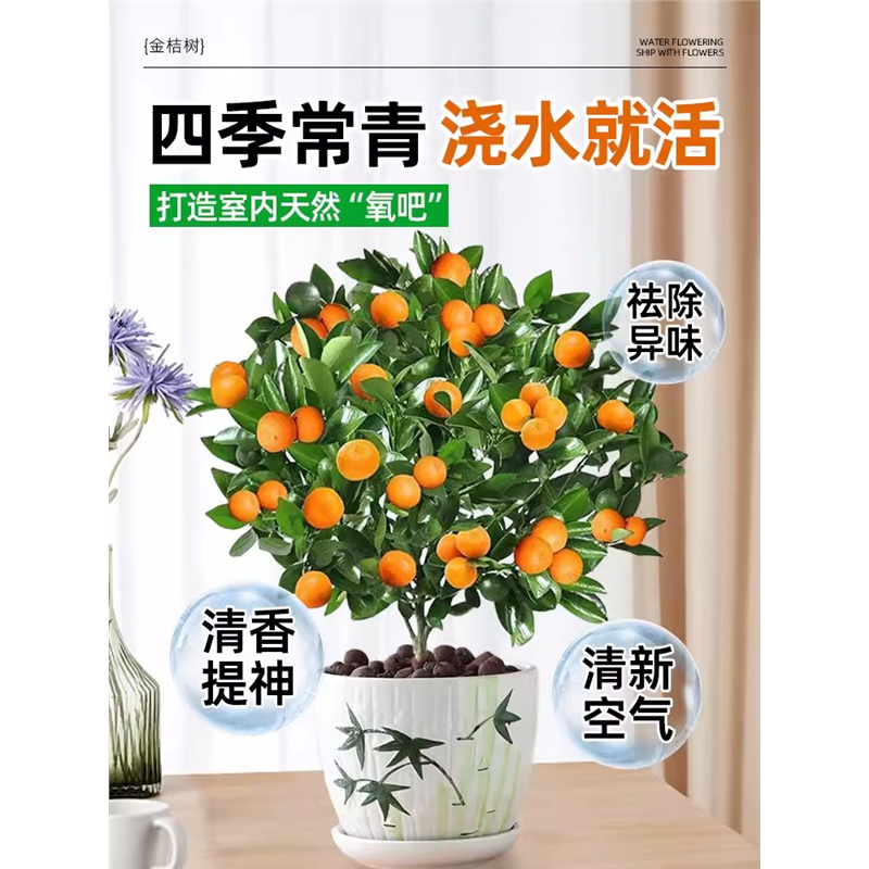 四季金桔树苗盆栽带果客厅