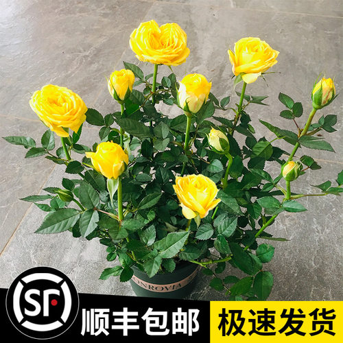四季钻石玫瑰盆栽带花苞可