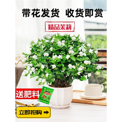 茉莉花苗盆栽带苞九里香老