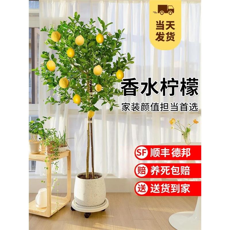 香水柠檬树苗盆栽带果可食用客厅绿植大型植物室内阳台四季开花卉