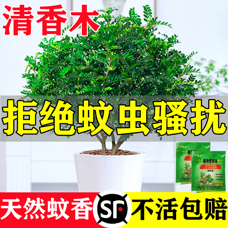 正宗清香胡椒木盆栽花卉室