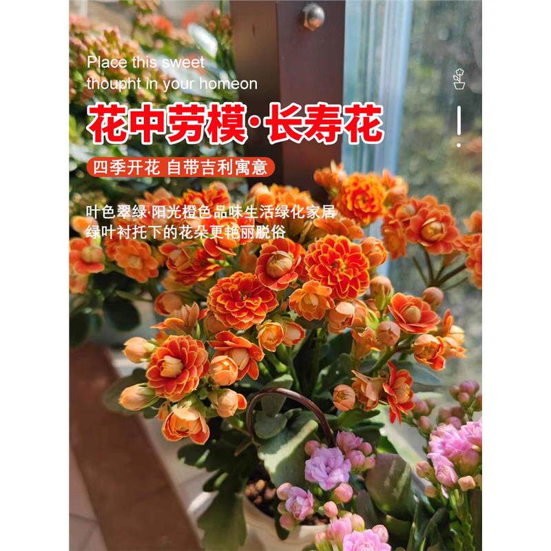 进口金狐狸长寿花盆栽重瓣大花精品带花包对版过年花卉室内植物花