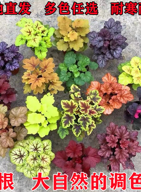 矾根花苗盆栽耐寒耐冻花卉凡根观叶大苗庭院室内四季植物
