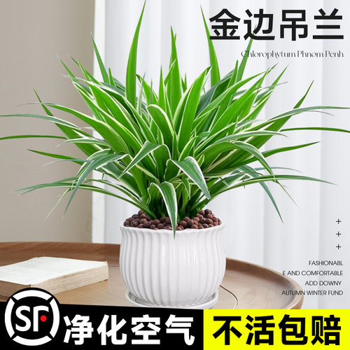 金边吊兰盆栽绿植花卉室内