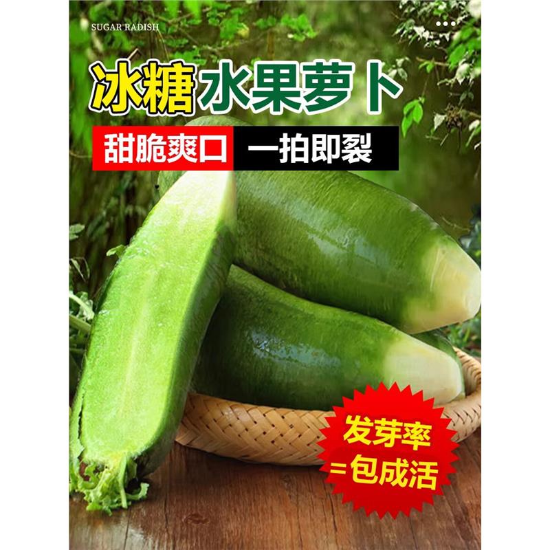 冰糖心水果萝卜种子生吃脆