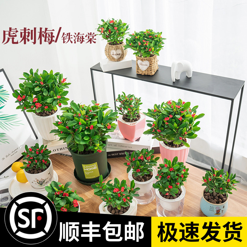 虎刺梅海棠花盆栽卉观植物