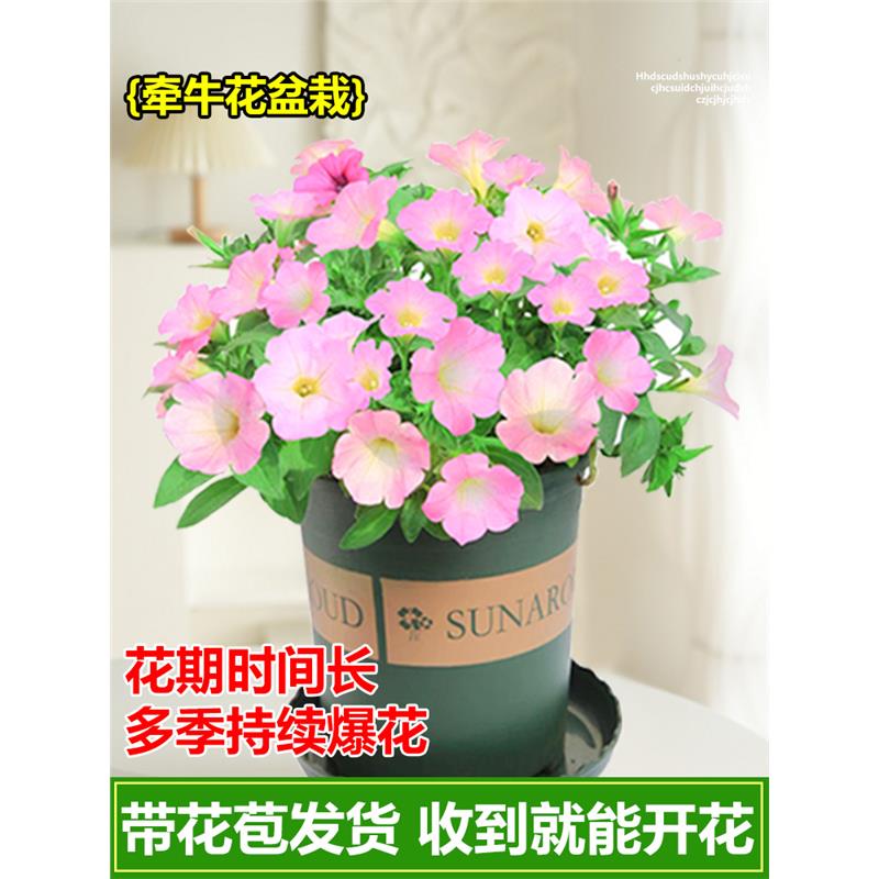 牵牛花盆栽矮牵牛花苗喇叭花小苗爬藤四季花种带花苞垂吊矮脚带花