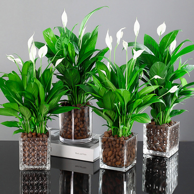 白掌盆栽一帆风顺水培植物