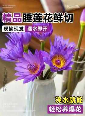 紫色睡莲鲜花云南直发鲜切花花束荷花莲花百合花客厅水培植物插花