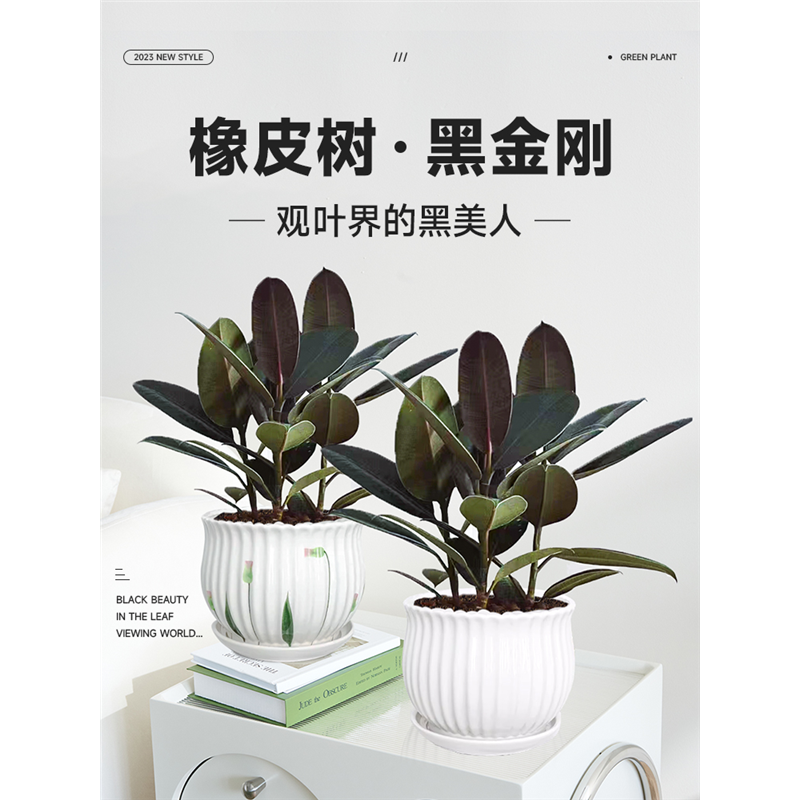 黑金刚橡皮树盆栽室内吸甲