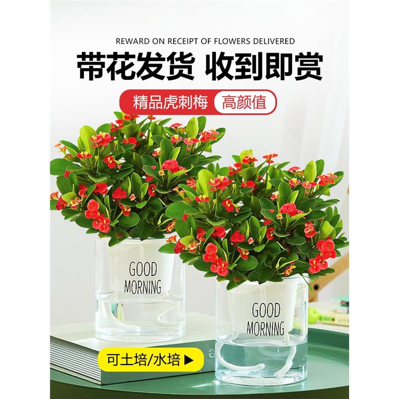 铁海棠盆栽花卉室内盆景绿植四季开花虎刺梅办公阳台花卉开花植物