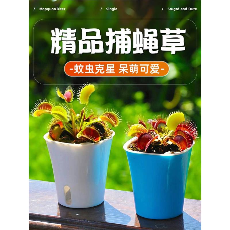 捕蝇草盆栽超大扑巨型猪笼