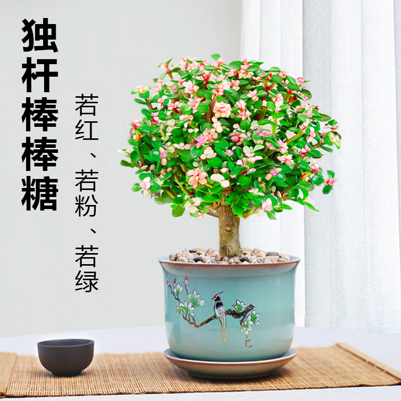 老桩棒棒糖金枝玉叶盆栽多肉植物室内喜阳耐旱绿植彩色观叶植物