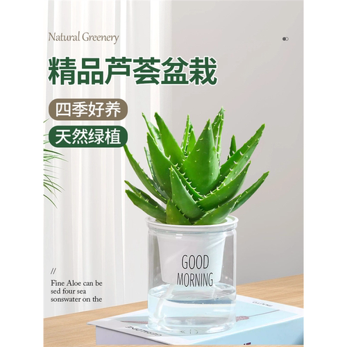 芦荟盆栽室内除甲醛净化空