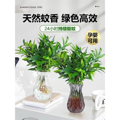 竹柏驱蚊水培植物室内客厅