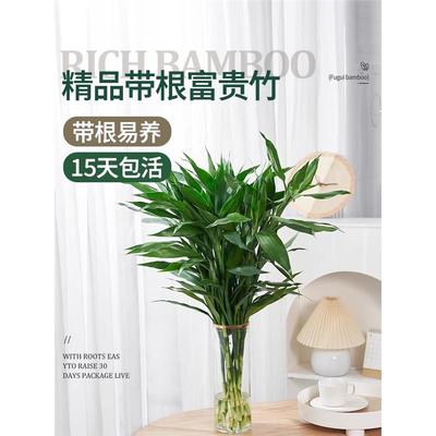 富贵竹带根水养粗杆培植物