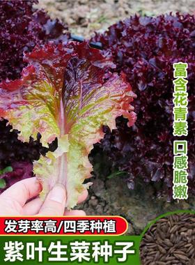 奶油生菜种籽盆栽红叶紫叶生菜种孑四季紫色生菜菜种子阳台生菜籽