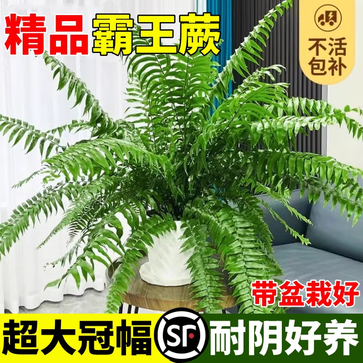 霸王蕨盆栽波士顿大长叶垂