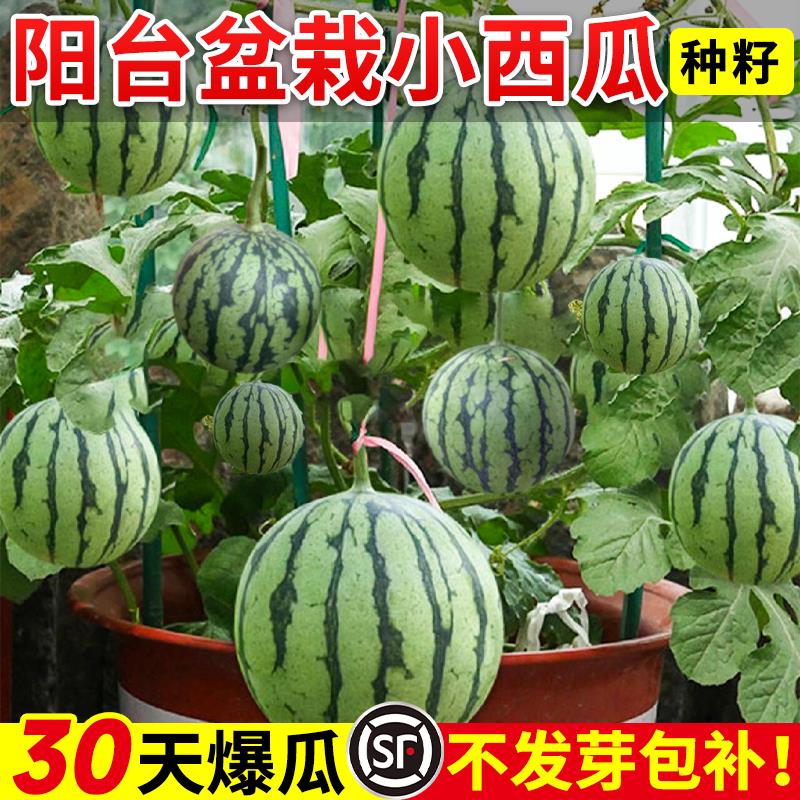 盆栽西瓜种籽新品2K红玉小
