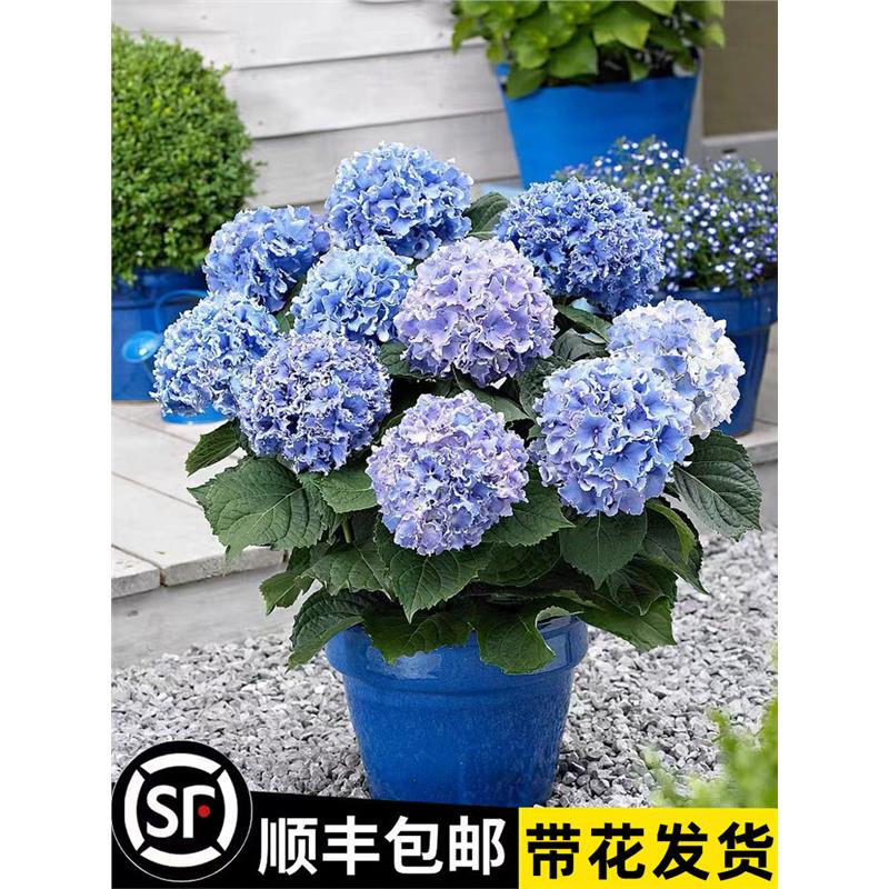 绣球花苗无尽夏四季开盆栽