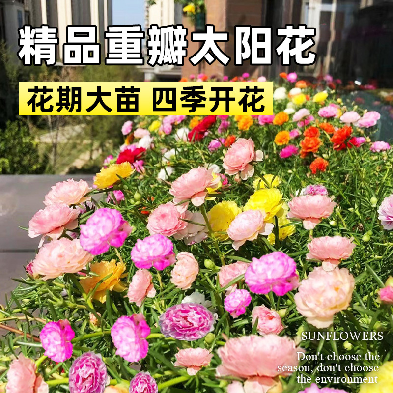 重瓣太阳花苗宿根混色植物